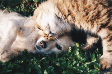 Daily Care and Animal Health