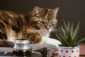 Proper Nutrition for Pets